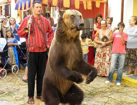 dancing circus bears
